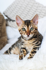 Bengalkatze