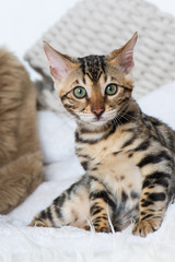 Bengalkatze