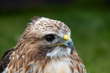 Habicht, Bussard Falkenhof