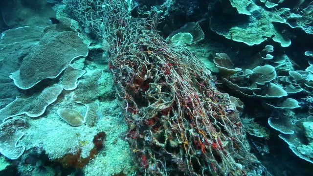 Coral growing over old fishing net caught on reef at Kakaban Island, Kalimantan