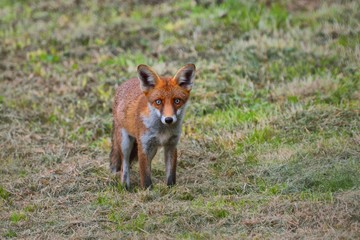 European fox, vulpes vulpes, warily observing photographer.