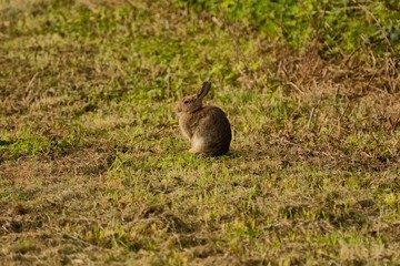 wild rabbit, Oryctolagus cuniculus, sitting nonchalantly in a field in UK