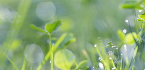 fresh morning green grass in the dew, panoramic abstraction soft background with drops and bokeh