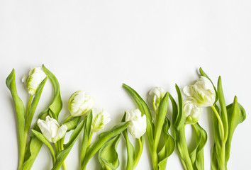 Bunch of white tulips on white background. Border card, invitation. Top view, flat lay