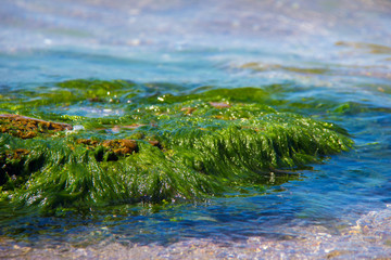 Green algae on a rock in the middle of the sea. Stone, rocks, algae and sea, shore and stones. Beautiful landscapes, seaside, natural light, natural masterpiece, rocks at a beach.