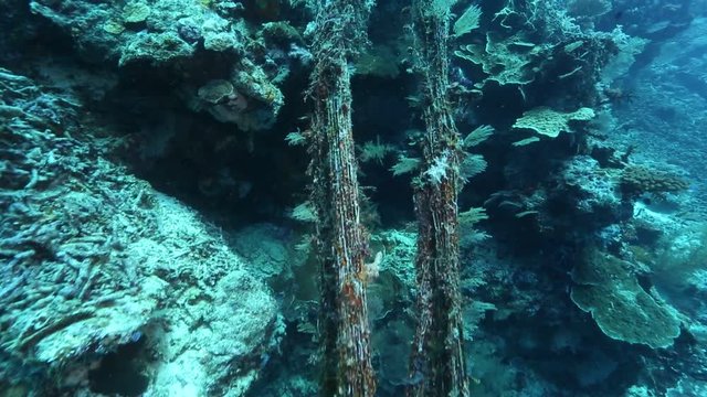 Coral growing over old fishing net caught on reef at Kakaban Island, Kalimantan 