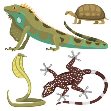 Reptile and amphibian colorful fauna vector illustration reptiloid predator reptiles animals.