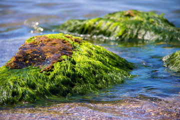 Green algae on a rock in the middle of the sea. Stone, rocks, algae and sea, shore and stones. Beautiful landscapes, seaside, natural light, natural masterpiece, rocks at a beach.