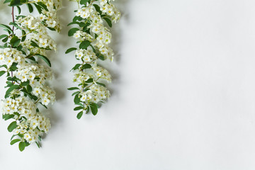 Border frame of flowering Spirea arguta (brides plant) branches on white table. Flat lay, top view
