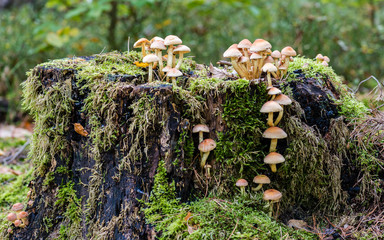 Pilze an einem Baumstamm mit Moos