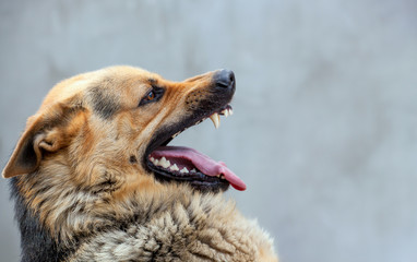 A male German shepherd attacks a person