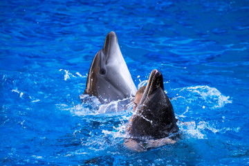 Pair of dolphins swimming in the blue water.