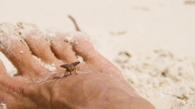 A macro shot of a fly walking unalarmed on a man's foot that is covered with sand from the beach.