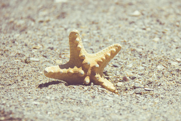 Seastar or sea starfish standing in beach sand. Star fish on background with copy space.