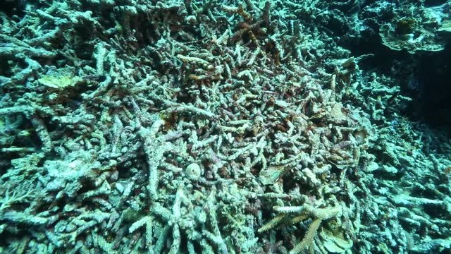 Dead and broken corals on reef at Kakaban Island, Indonesia