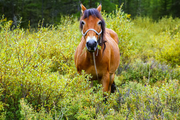 Naklejka premium Horse, pasture, red