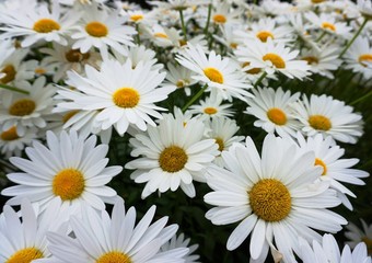Fototapeta premium Multiple white daisies with yellow centre in close up.