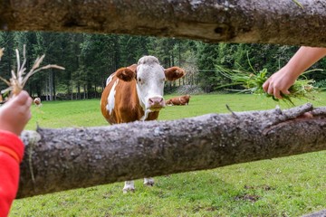 Kuh auf einer Weide in &Ouml;sterreich