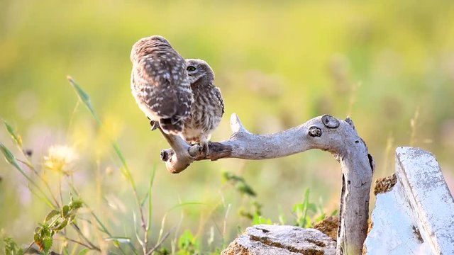 Two young little owls sit on a stick and play with each other. Athene noctua
