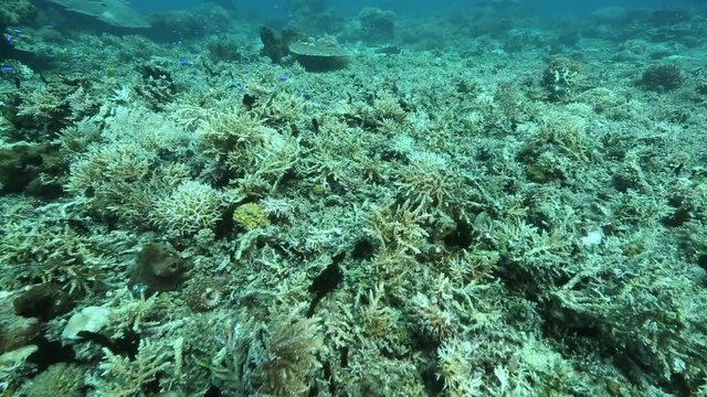 Dead and broken corals on reef due to issues such as global warming and dynamite fishing 