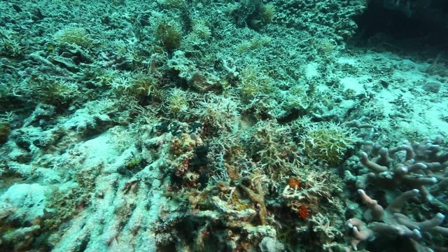 Dead and broken corals on reef due to issues such as global warming and dynamite fishing 