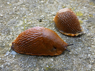 Slugs (Snail Without Shell)