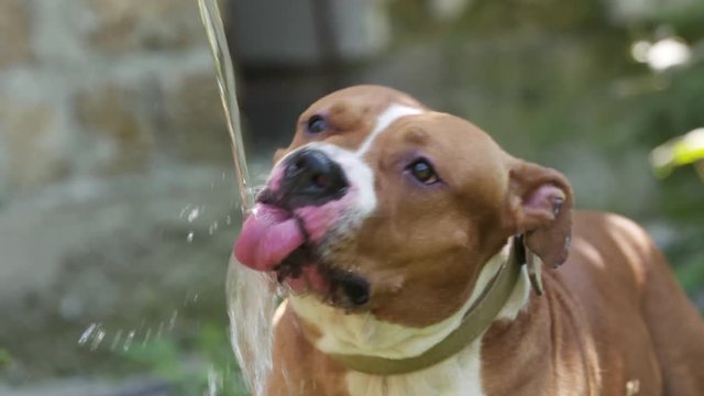 American staffordshire terrier dog drinks water from a splashing hose in back yard. Amstaff splashes while drinking in slow motion. Closeup of white brown pitbull face.