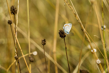 Close-Up Of Intricate Zephyr Blue Butterfly Or Plebejus Pylaon Perched On Dried Plant Surrounded By Wheat Grass And Snails
