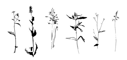 Obraz premium Set of hand drawn weed field herbs. Sketch or doodle style vector illustration of plants. Black image on white background.