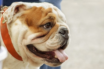 close-up portrait of an english bulldog head