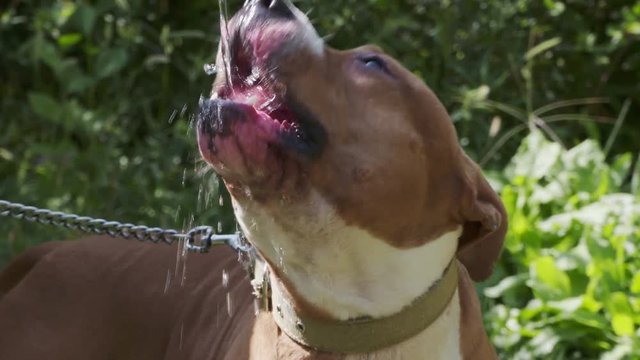 American staffordshire terrier dog drinking water from a garden hose in back yard. Water splashing in slow motion. Closeup of white brown pitbull face.