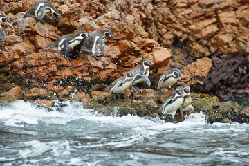 Obraz premium Humboldt Penguins in Peru