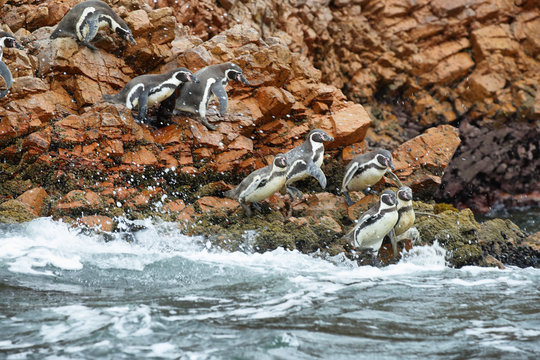 Humboldt Penguins in Peru