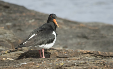 Oystercatcher