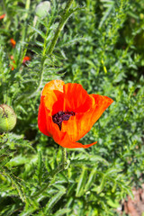 Fototapeta premium Poppy Flower 