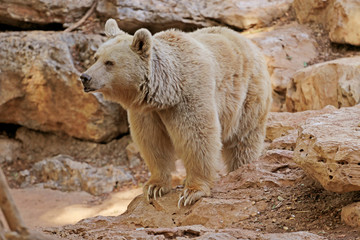 white bear walking on the rocks