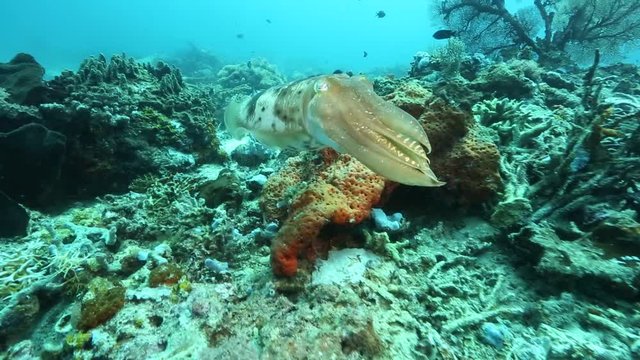Broadclub cuttlefish (Sepia latimanus) changing color next to coral reef at Sangalaki Island