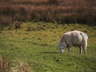 Obraz premium Sheep eating grass in a field.