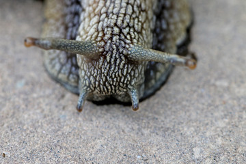 The snail crawls on the ground