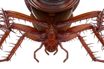 Cockroach bug small roach urban pest, close view. 3D rendering