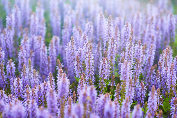 Lavender field in sunlight