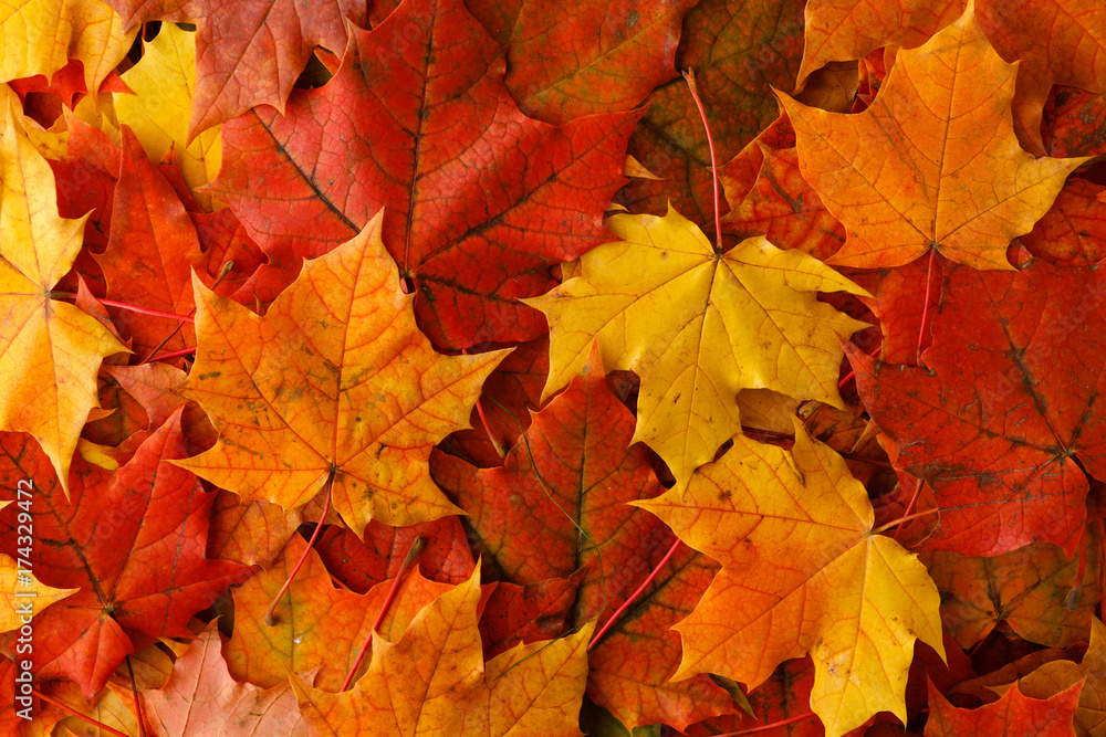 Wall mural fall maple leaf on wooden table, background texture