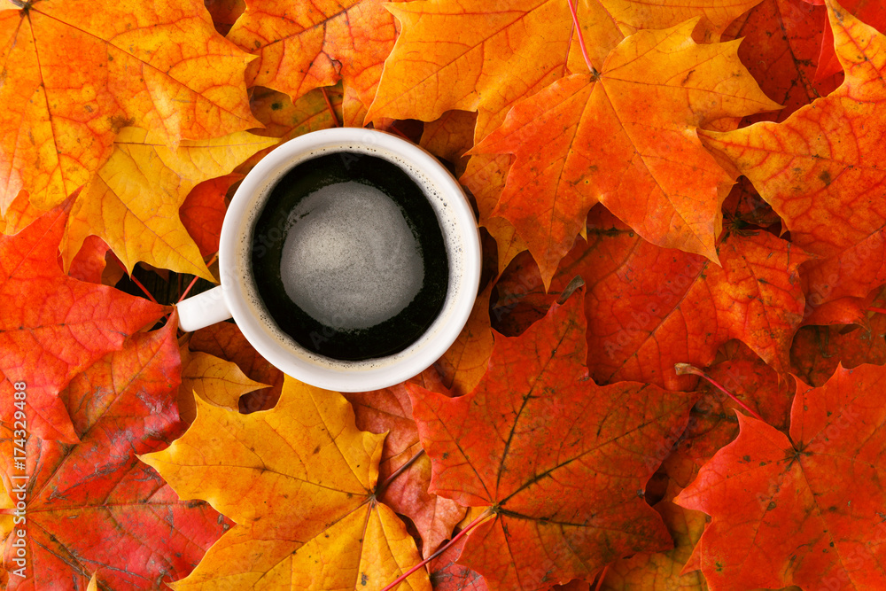 Canvas Prints creative background woth maple leaves