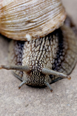 The snail crawls on the ground