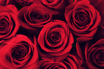 Red Roses Background