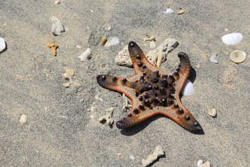 Gili Islands, Indonesien: Seestern am Strand