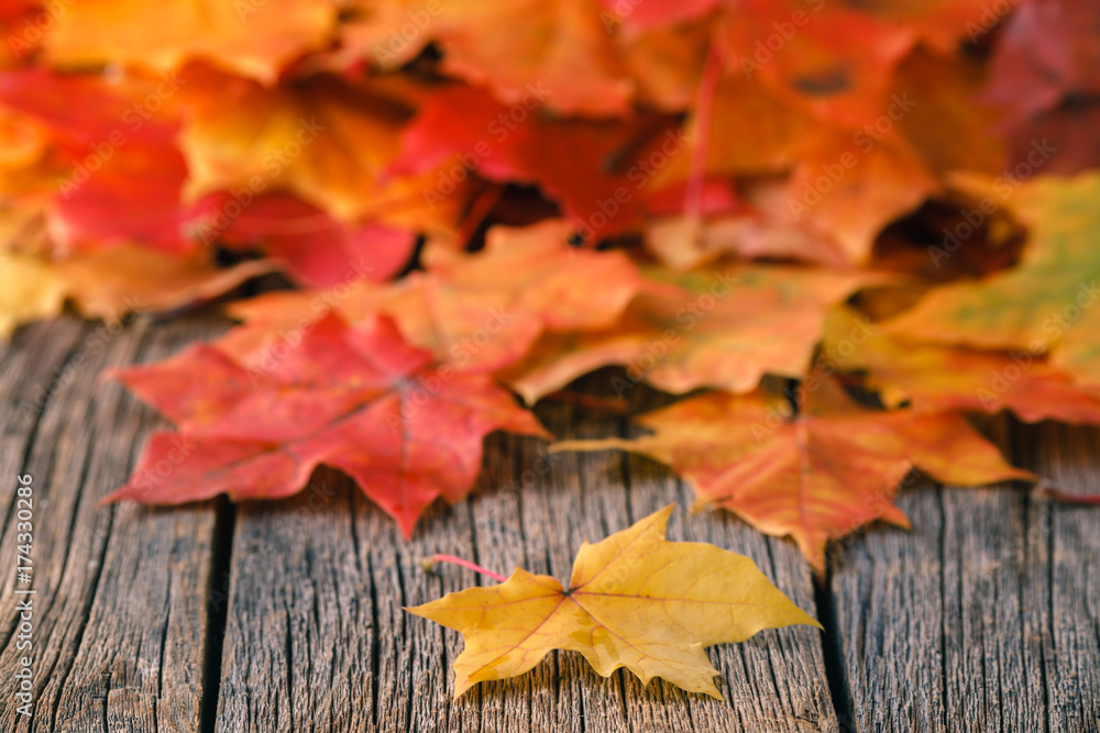 Canvas Prints heap of falll maple foliage on wooden table