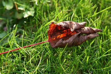 autumn leaf