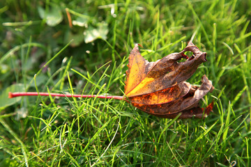 autumn leaf