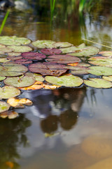 wedding rings on lily
